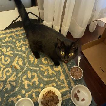 Mum -  Domestic Short Hair Cat Available for Adoption in Hedgesville, West Virginia - Mum | PetCurious