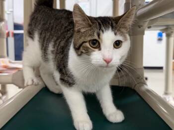Tabby Cats Available for Adoption in Powell, Ohio - Levi | PetCurious
