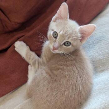 Bishop -  Domestic Short Hair Cat for Adoption in Reisterstown, Maryland - Bishop | PetCurious