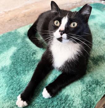 Cherry Jubilee -  Tuxedo Cat Available for Adoption in Philadelphia, Pennsylvania - Cherry Jubilee | PetCurious