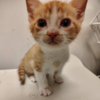 Tulip -  Domestic Short Hair Cat for Adoption in Coos Bay, Oregon - Tulip | PetCurious