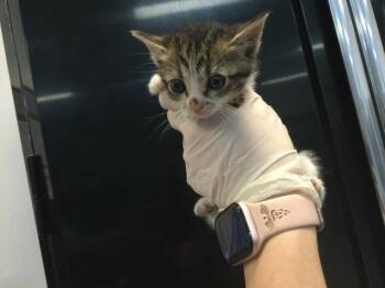 Domestic Short Hair Cats Available for Adoption in Thousand Palms, California - A1915514 | PetCurious