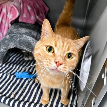 MCcoy -  Domestic Short Hair Cat for Adoption in Moundsville, West Virginia - MCcoy | PetCurious