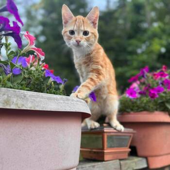 Mars 2 -  Domestic Short Hair Cat for Adoption in Woodstock, Virginia - Mars 2 | PetCurious