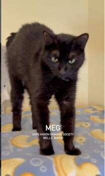 Meg -  Domestic Short Hair Cat for Adoption in Wells, Maine - Meg | PetCurious