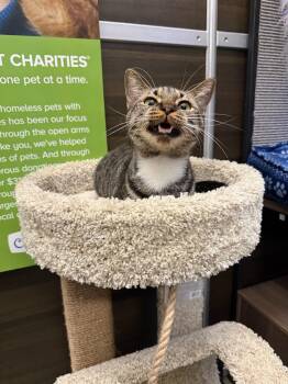 Emma -  Domestic Short Hair Cat for Adoption in PORT WENTWRTH, Georgia - Emma | PetCurious