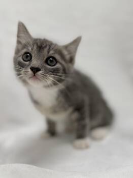 Domestic Short Hair and Tabby Cats Available for Adoption in Greensboro, North Carolina - Riley | PetCurious