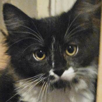 River -  Domestic Short Hair Cat for Adoption in Los Angeles, California - River | PetCurious