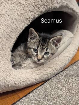 Tabby Cats Available for Adoption in Billerica, Massachusetts - Seamus | PetCurious
