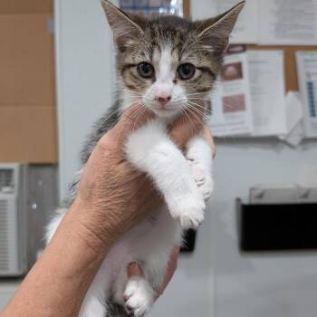 Domestic Short Hair Cats Available for Adoption in Buchanan Dam, Texas - Veva | PetCurious