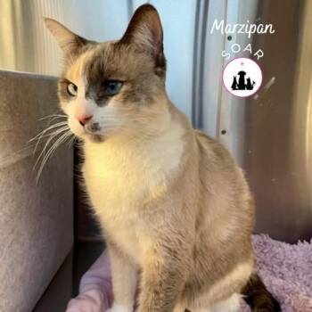 Domestic Short Hair Cats Available for Adoption - Marzipan | PetCurious