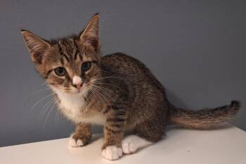 Arty -  Domestic Short Hair Cat for Adoption in Greensboro, North Carolina - Arty | PetCurious