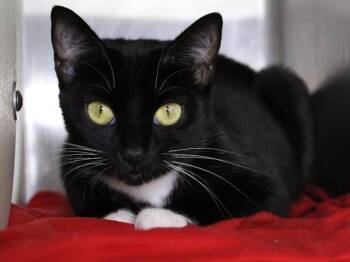 Domestic Short Hair Cats Available for Adoption - VALENTINA | PetCurious