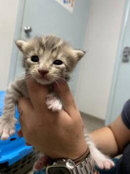 Lemon Croissant -  Domestic Short Hair Cat for Adoption in Daytona Beach, Florida - Lemon Croissant | PetCurious