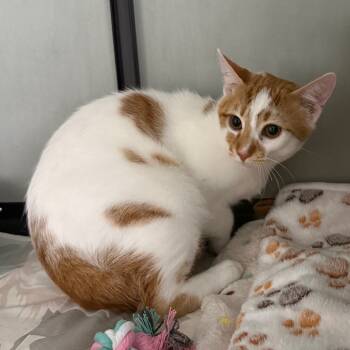 Rescue Domestic Short Hair Cats for Adoption in Wahiawa, Hawaii - Costco | PetCurious