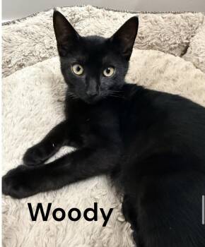 Woody -  Domestic Short Hair Cat for Adoption in Weems, Virginia - Woody | PetCurious