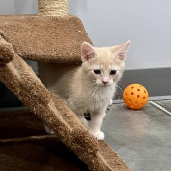Pluto -  Domestic Short Hair Cat for Adoption in Fairmont, West Virginia - Pluto | PetCurious
