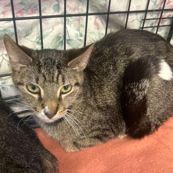 Domestic Short Hair Cats Available for Adoption in Summerlee, West Virginia - Fee | PetCurious
