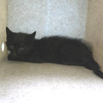 Sriracha -  Domestic Short Hair Cat for Adoption in Cheyenne, Wyoming - Sriracha | PetCurious