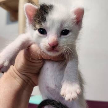 Jericho -  Domestic Short Hair Cat for Adoption in Layton, Utah - Jericho | PetCurious