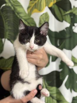 Knife and Fork -  Domestic Short Hair Cat for Adoption in San Luis Obispo, California - Knife And Fork | PetCurious