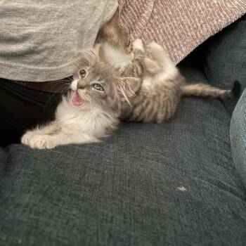 Kale Salad 17 -  Domestic Short Hair Cat for Adoption in Austin, Texas - Kale Salad 17 | PetCurious