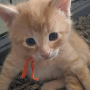 Denver May (Orange Collar) -  Domestic Short Hair Cat Available for Adoption in Woodstock, Virginia - Denver May (Orange Collar) | PetCurious