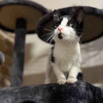 Reign -  Domestic Short Hair Cat for Adoption in Pocatello, Idaho - Reign | PetCurious