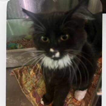Poison ivy -  Domestic Short Hair Cat for Adoption in Veneta, Oregon - Poison Ivy | PetCurious