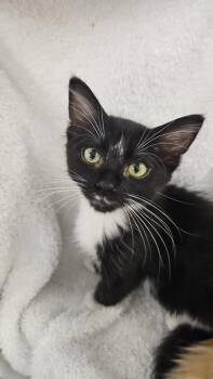 Romeo -  Domestic Short Hair Cat for Adoption in Antioch, California - Romeo | PetCurious