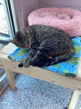 Rescue Domestic Short Hair Cats for Adoption in Athens, Tennessee - Bossy | PetCurious