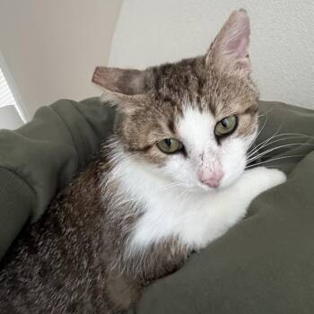 American Shorthair Cats Available for Adoption in Roanoke, Virginia - Tip Toe | PetCurious