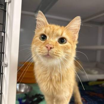 Butterscotch -  Domestic Long Hair Cat for Adoption in White Oak, Pennsylvania - Butterscotch | PetCurious