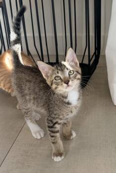 Bampa Earl -  Domestic Short Hair Cat for Adoption in Tucson, Arizona - Bampa Earl | PetCurious