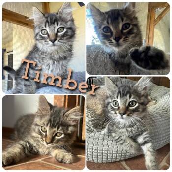 Timber -  Domestic Long Hair Cat for Adoption in Hollister, California - Timber | PetCurious