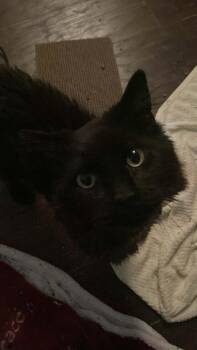 Domestic Long Hair Cats Available for Adoption - Tiberius | PetCurious