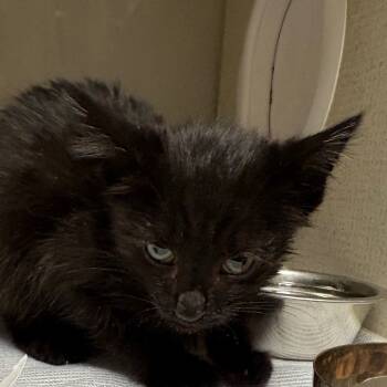 Rescue Domestic Short Hair Cats for Adoption in Yuma, Arizona - Lunar | PetCurious