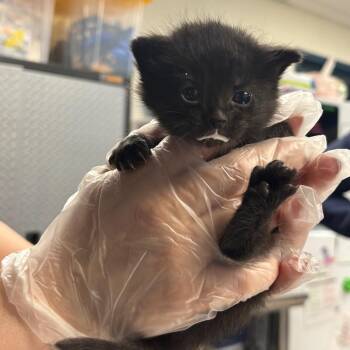 Elsa -  Domestic Short Hair Cat for Adoption in Newark, New Jersey - Elsa | PetCurious
