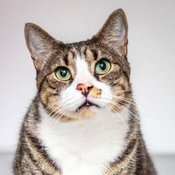 Martin -  Manx and Domestic Short Hair Cat for Adoption in Hattiesburg, Mississippi - Martin | PetCurious