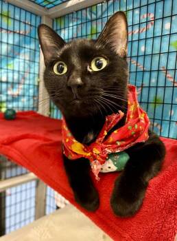 Rescue Domestic Short Hair Cats for Adoption in Pegram, Tennessee - LOU LOU | PetCurious