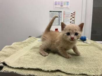 Domestic Short Hair Cats Available for Adoption in Kansas City, Missouri - Ginger | PetCurious
