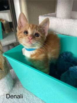 Denali -  Domestic Short Hair Cat for Adoption in Riverside, California - Denali | PetCurious