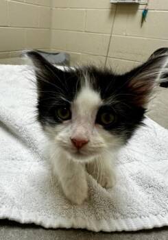 Kareem -  Domestic Short Hair Cat for Adoption in Westland, Michigan - Kareem | PetCurious