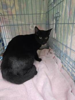 Mater -  Domestic Short Hair Cat for Adoption in Gainesville, Florida - Mater | PetCurious