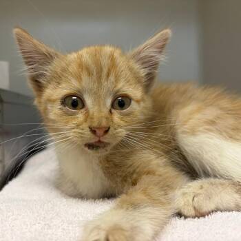 71106 -  Domestic Short Hair Cat Available for Adoption in Harrisonburg, Virginia - 71106 | PetCurious