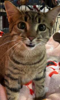 Domestic Short Hair Cats Available for Adoption - PHANTOM | PetCurious