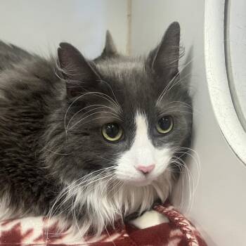 Domestic Long Hair Cats Available for Adoption - Whiskers | PetCurious