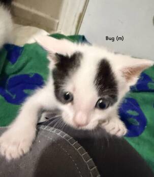 Aster -  Domestic Short Hair Cat Available for Adoption in Dixon, California - Aster | PetCurious