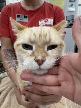 Red -  Domestic Short Hair Cat for Adoption in Palm Coast, Florida - Red | PetCurious