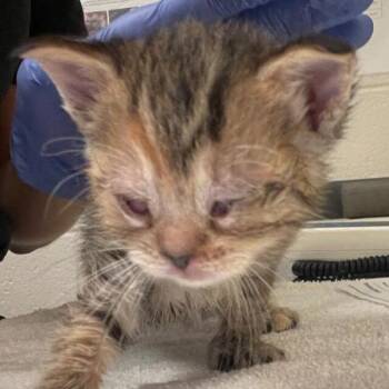 Rescue Domestic Short Hair Cats for Adoption in Raleigh, North Carolina - Lisa | PetCurious